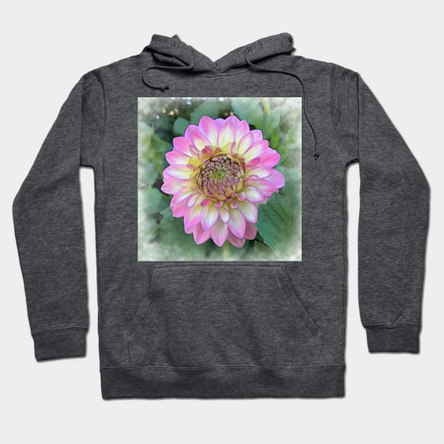 Dahlia Bloom Of Soft Bright Pink, Yellow And White Hoodie by KirtTisdale